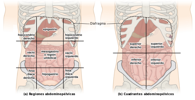 Cuadrantes abdominales (anatomía, órganos)