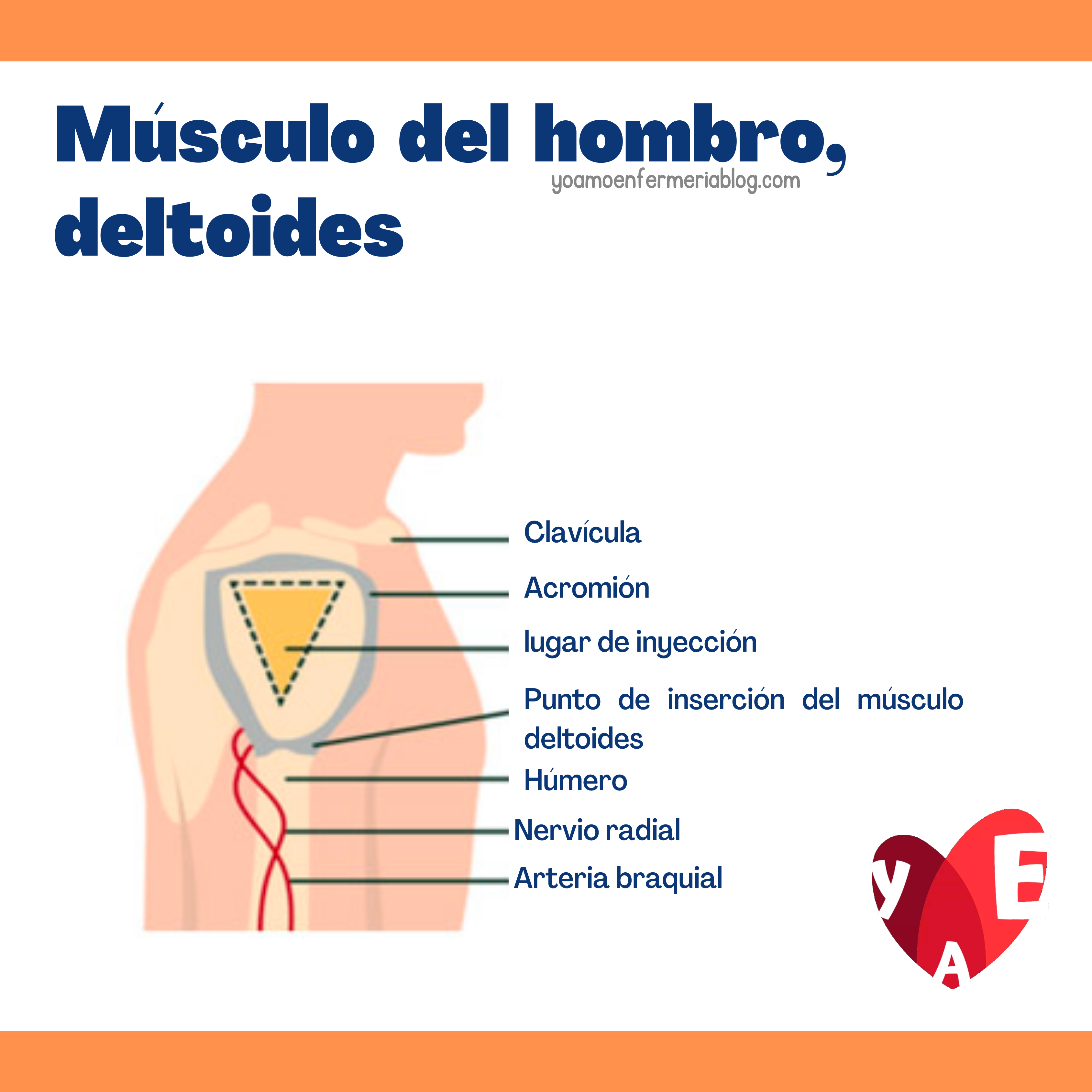 Inyecciones (material, anatomía y sitios de aplicación)
